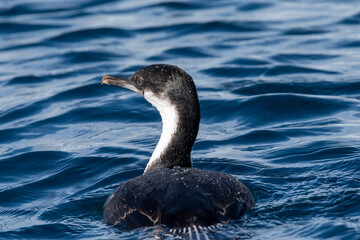 Close-up of an Antarctic Shag -Leucocarbo bransfieldensis- swimming at sea near Mikkelsen Harbour, Trinity Island, on the Antarctic Peninsula