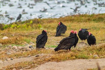 Red-headed vulture in the wetland at the mouth of the Lluta River