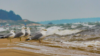 seagulls on the beach