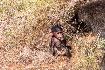Close-up of an Olive Baboon -Papio Anubis- mother with her baby children playing in the long...