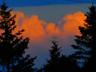 sunset in the forest