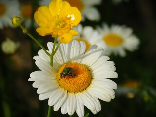 white daisy flower with a fly