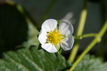 The strawberry flower enchants with its white petals and vibrant yellow center. Delicate and essential, it marks the beginning of the sweet cycle of the fruit that soon forms.