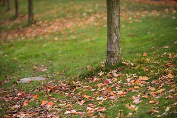 Fototapeta premium Autumn leaves by tree trunk on field