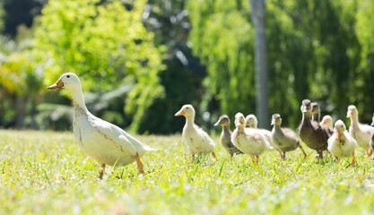 Duck with ducklings on field