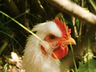 free range chicken