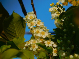 yellow flowers on the tree