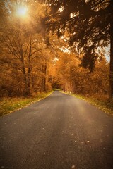 Country road is winding through autumn forest in flat design, showing fallen leaves and sun flares