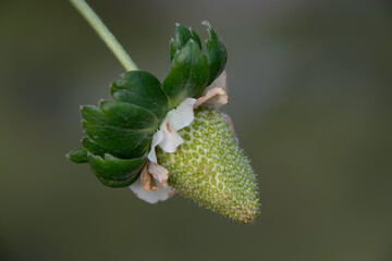 Close-up of the strawberry fruit emerging from the center of the flower. The base swells, changes color, marking the beginning of the sweet cycle of the fruit that soon forms.
