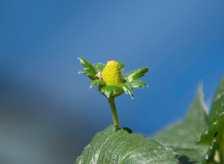 Close-up of the strawberry fruit emerging from the center of the flower. The base swells, changes...