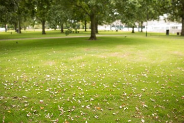 Grassy lawn is being shown in flat design park, with fallen leaves and benches by walkway