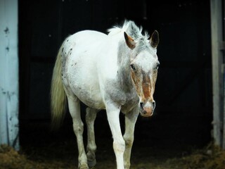 portrait of a horse