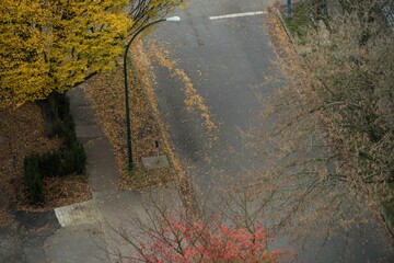 High angle view of trees growing by road