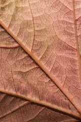 Close-up of textured orange leaf © vectorfusionart