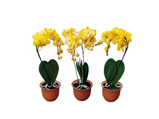 The white background in the picture is a yellow orchid flower with green stems, green leaves and white roots in a brown pot. It is a plastic orchid used as a decorative plant in various beautiful hous