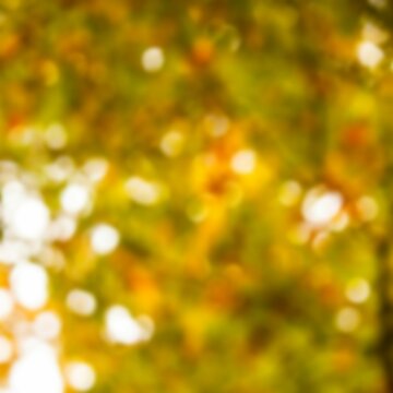 Fototapeta Defocused image of tree during autumn