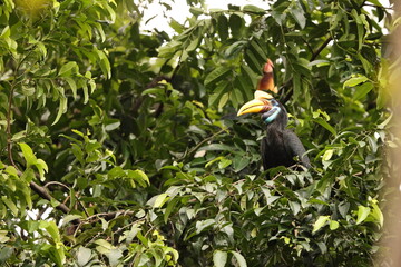 The knobbed hornbill (Rhyticeros cassidix), also known as Sulawesi wrinkled hornbill, is a colourful hornbill native to Indonesia.  © feathercollector