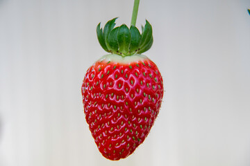 Close-up photos of the strawberry reveal every detail of the fruit: golden seeds, shiny surface and juicy texture. The hanging strawberry is grown above the ground	