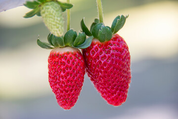 Close-up photos of the strawberry reveal every detail of the fruit: golden seeds, shiny surface and...