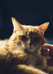 Cropped hand on woman touching cat