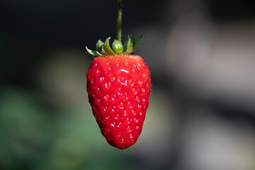 Close-up photos of the strawberry reveal every detail of the fruit: golden seeds, shiny surface and...