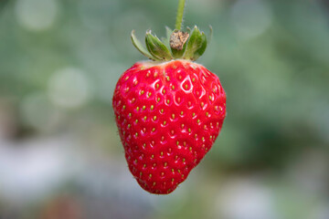 Close-up photos of the strawberry reveal every detail of the fruit: golden seeds, shiny surface and...
