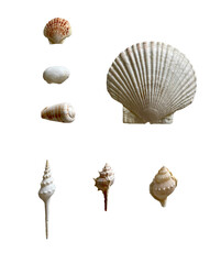 Seashell Set