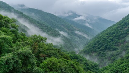 Naklejka premium Misty mountain valley. Lush green forest shrouded in fog