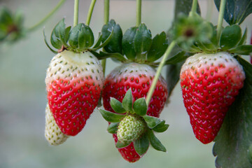Close-up of the strawberry fruit emerging from the center of the flower, with ripe strawberries in the background.
