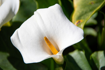 The calla lily flower, Zantedeschia aethiopica, displays its white calyx like a pure embrace, protecting the golden center where the essence of life and peace vibrates.