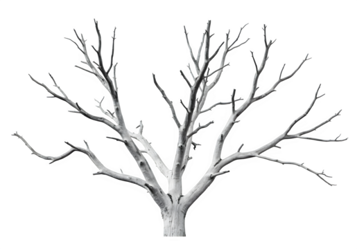 Dry, white dead tree branch with natural textures, perfect for nature, decay, or spooky-themed designs. Isolated on white or transparent background. PNG format.