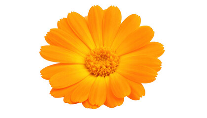 Orange flower isolated on transparent background