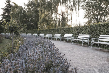 Rows of white benches are set along a gravel path in the Rose Garden of Petrin, Prague. Lavender...