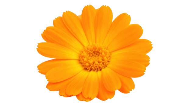 Orange flower isolated on transparent background