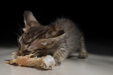 Hungry Kitten Eating Chicken in Dramatic Lighting

