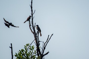 Birds Perched and Soaring Against Cloudy Sky Natures Serene Scene.