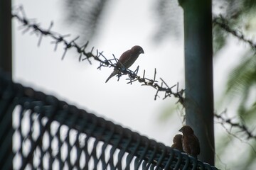 Two Birds Perched on Razor Wire Soft Light and Subtle Silhouette.