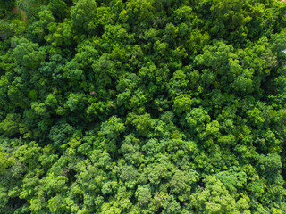 Aerial view of trees in a garden and trees in a tropical forest. Environmental image.