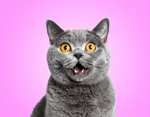Close-up of a surprised gray cat with wide eyes and an open mouth against a pink background.