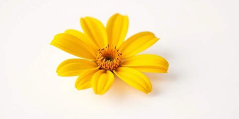 Obraz premium Vibrant yellow flower, pristine white backdrop, delicate petals, botany, yellow petals
