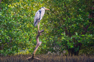 Majestic Grey Heron Perched on Branch in Lush Mangrove Forest