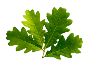 Oak leaves and acorns with a transparent background in a high-resolution PNG format for artistic and design applications.