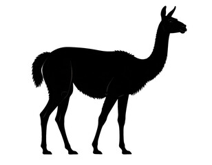 Fototapeta premium Llama silhouette in standing pose representing wildlife, South American animal, and nature symbol, isolated on white background