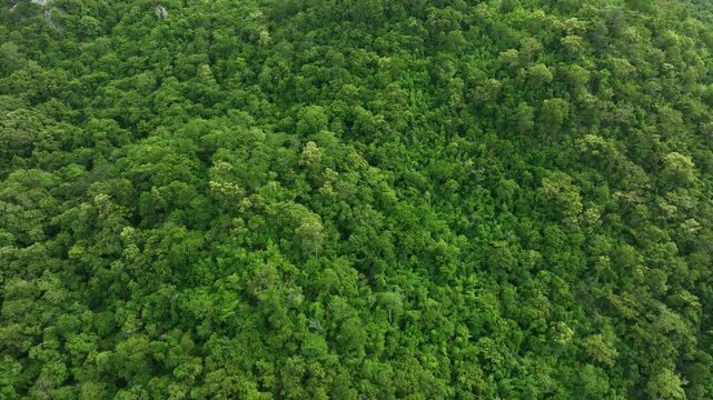 aerial view of dark green forest Abundant natural ecosystems of rainforest. Concept of nature forest preservation and reforestation