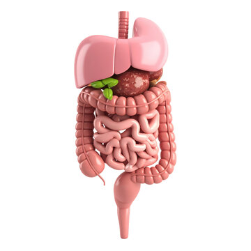 Detailed illustration of the human digestive system showing internal organs and digestion pathway, isolated on white background
