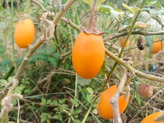 Eggplants left on the tree too long will turn yellow or brown, indicating that the fruit is...