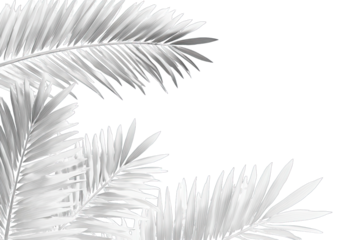 Gray palm fronds against black
