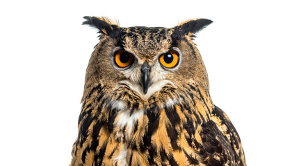 Naklejka premium Owl portrait isolated on transparent background