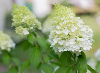 Close-up of White Hydrangea Paniculata Flowers in Bloom