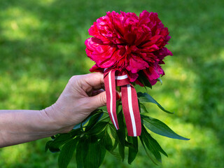 Red white red Latvian flag ribbon and peony flower. Latvian Independence Day celebrations. Song and Dance Festival